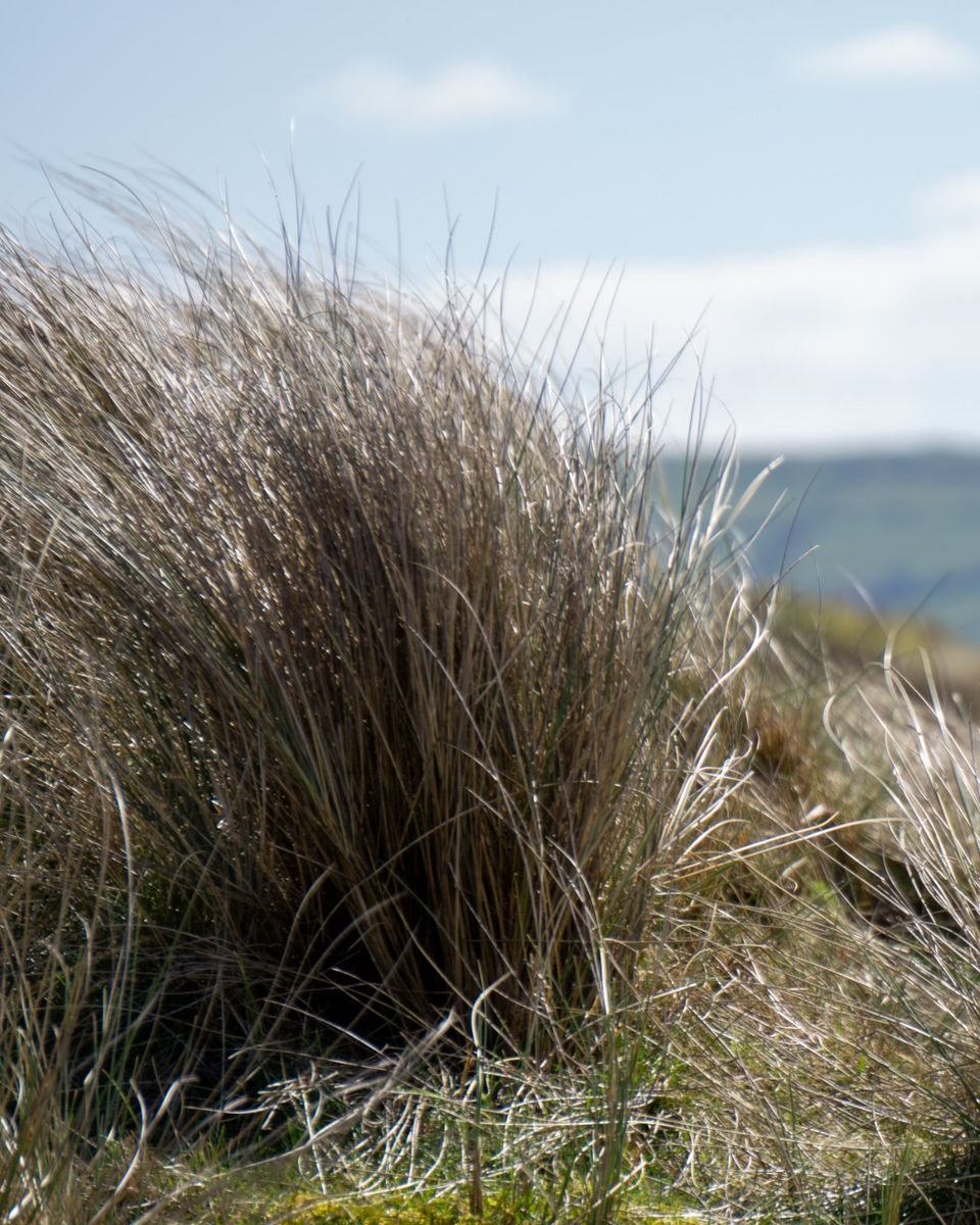 Marram grass on the dunes, with hills beyond