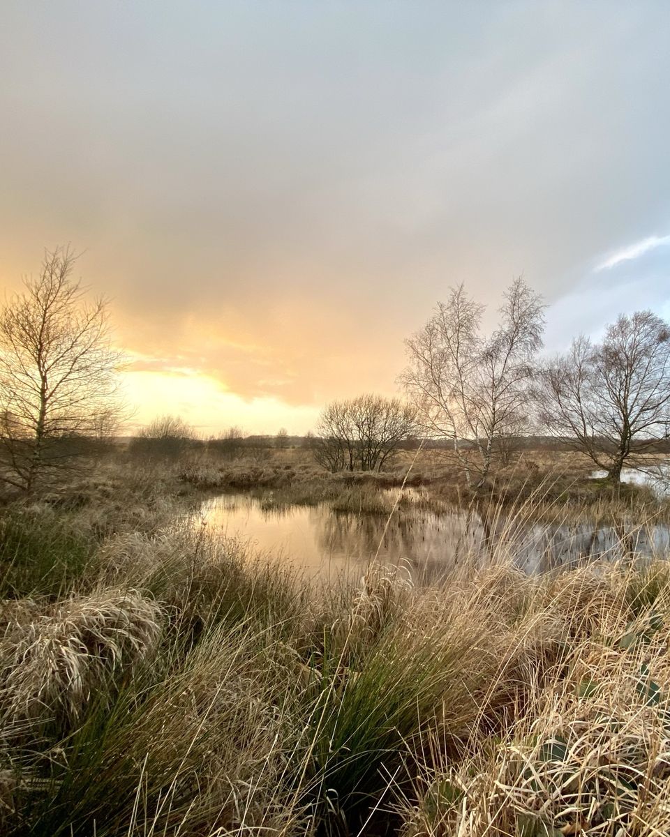 Peat bog at first light, with birch trees and still water