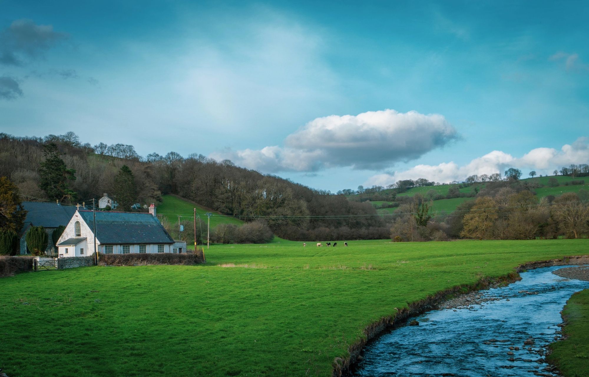Cattle grazing in a green valley beside a river, with a white cottage and church